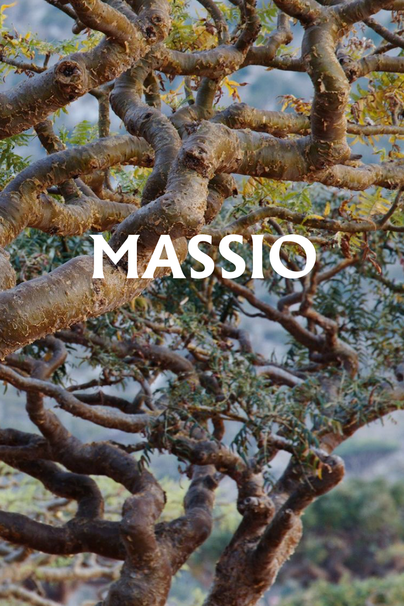 Difusor Mikado Boswellia Sacra (200ML) Massio