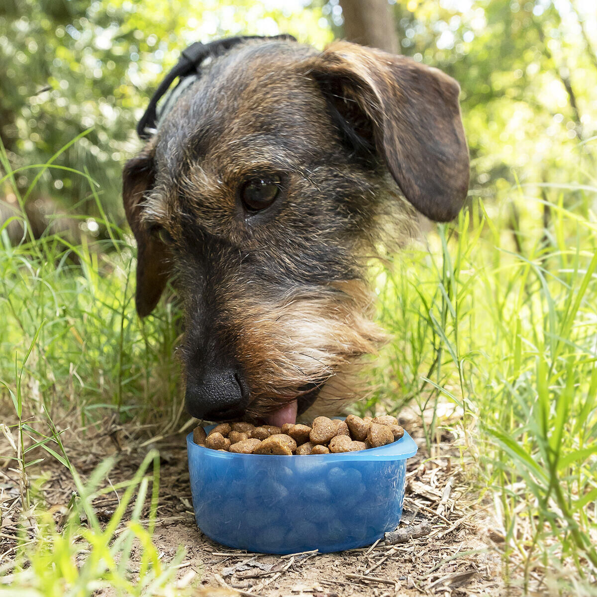 Botella con Depósito de Agua y Comida para Mascotas 2 en 1 Pettap - InnovaGoods